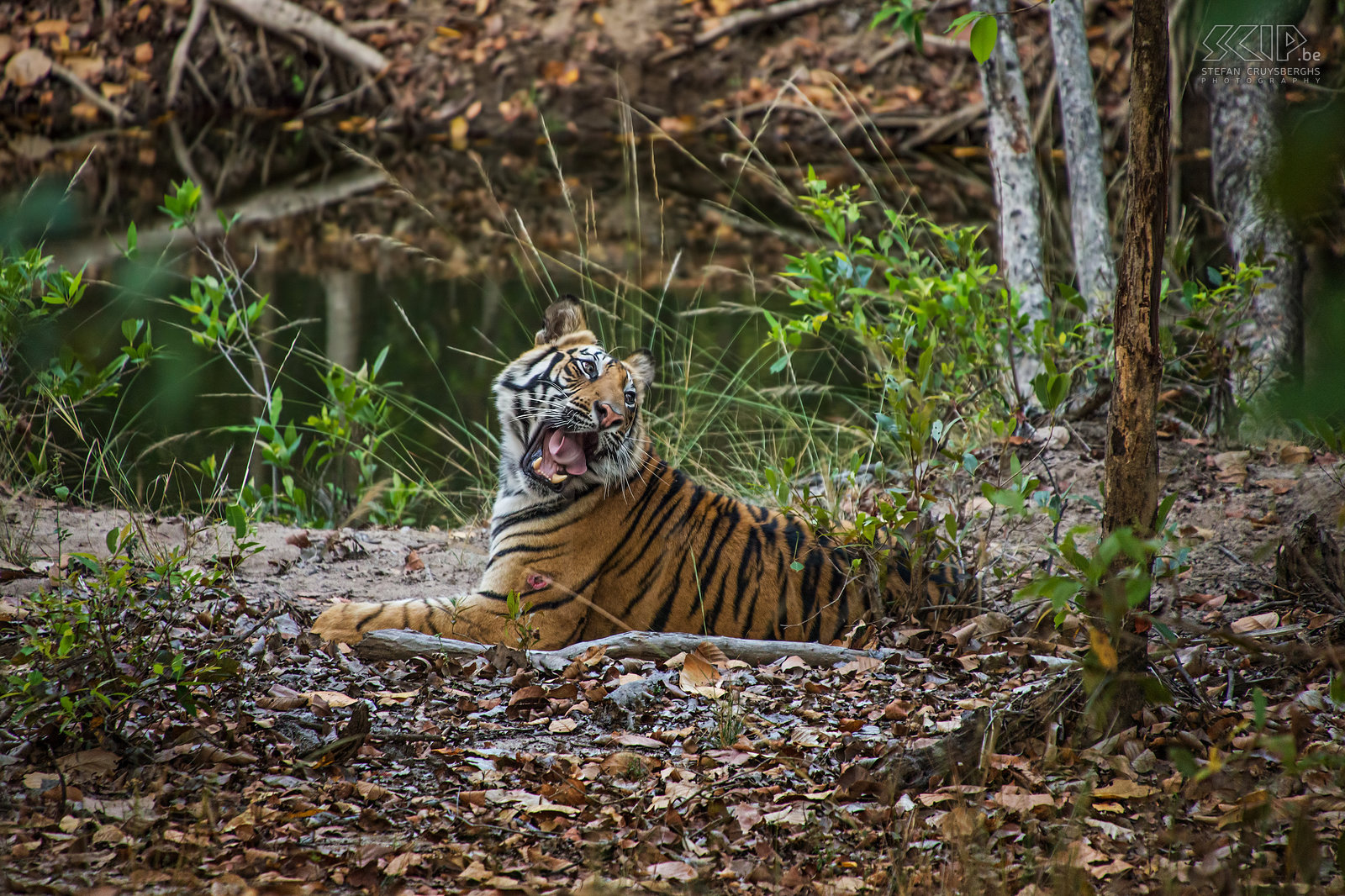 Bandhavgarh - Tijger Een 2 jaar oude mannelijke Bengaalse tijger in de Banbehi regio in Bandhavgarh nationaal park in India. Ik voelde me bevoorrecht om deze prachtige dieren in het wild te kunnen zien. Zoals je kan zien had hij een kleine wond aan zijn voorpoot. Stefan Cruysberghs